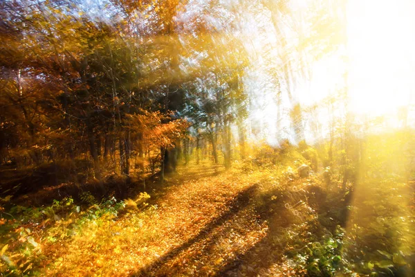 Bosque borroso de otoño —  Fotos de Stock