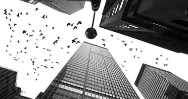 Manhattan'ın gökdelenler arasında güvercin siluetleri