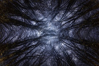 Birden fazla pozlama ağaçlar donmuş