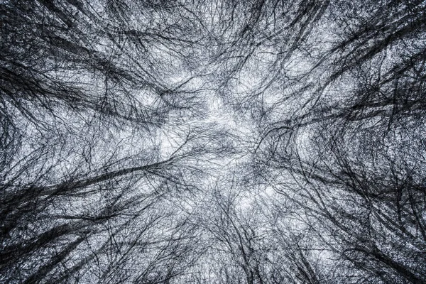 Exposición múltiple árboles congelados —  Fotos de Stock