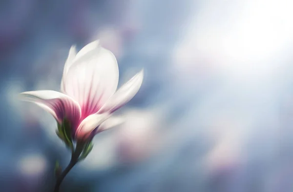 Мягкое изображение цветущих магнолий в весеннее время . — стоковое фото