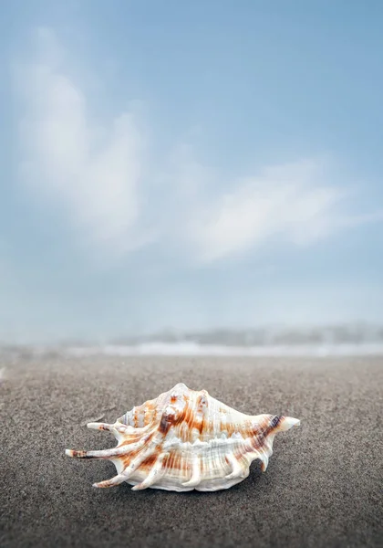 바다 포탄 모래 해변에 누워 — 스톡 사진