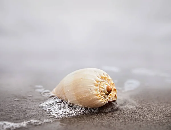 Sea shell lying on a sandy beach — Stock Photo, Image