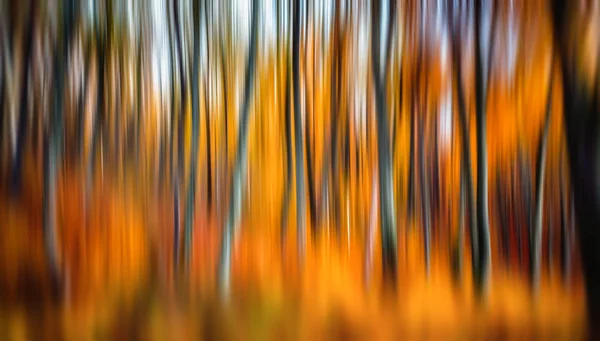 Floresta de outono abstrata — Fotografia de Stock