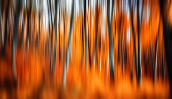 Foresta autunnale astratta — Foto Stock