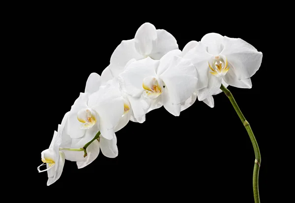 Orquídea blanca sobre fondo negro — Foto de Stock