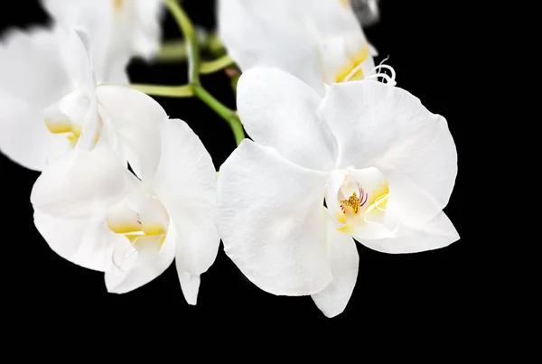 Bílá orchidej na černém pozadí — Stock fotografie