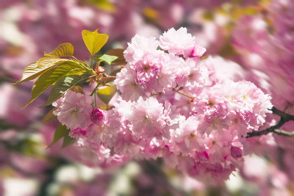 Sakura Kirschblüte — Stockfoto