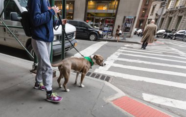 Köpekler Nyc sokaklarında
