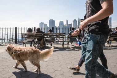 Köpekler Nyc sokaklarında