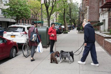 Köpekler Nyc sokaklarında
