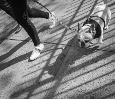 Köpekler Nyc sokaklarında