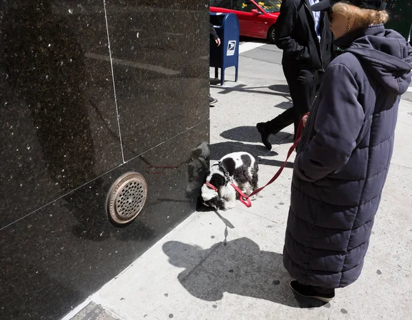 ニューヨークの路上で犬 — ストック写真