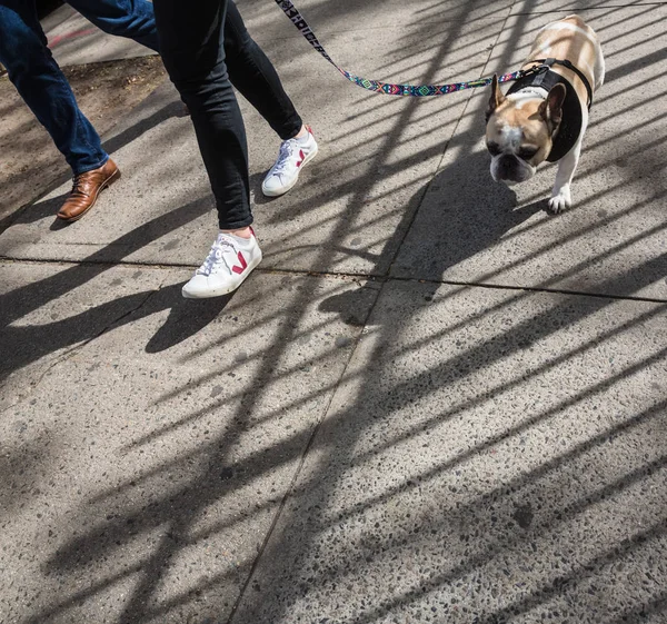 Dogs on the streets of NYC — Stock Photo, Image