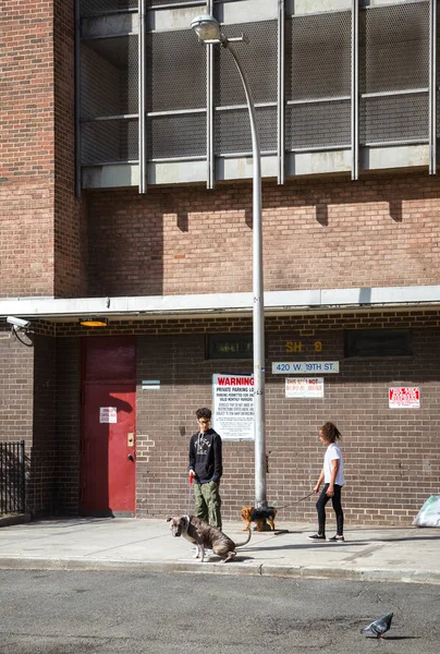 Hundar på gatorna i Nyc — Stockfoto