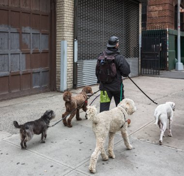 Köpekler Nyc sokaklarında