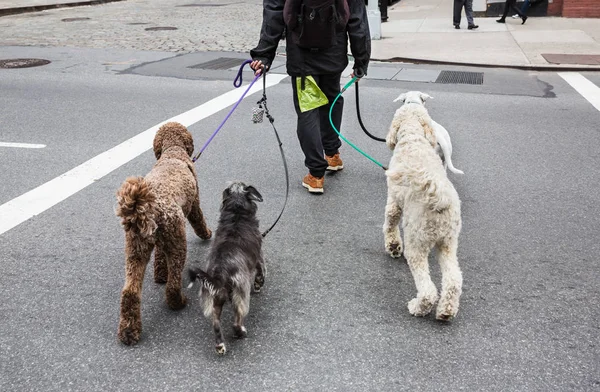 Köpekler Nyc sokaklarında — Stok fotoğraf