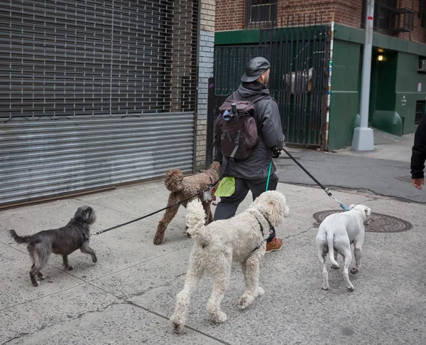 Hunde auf den Straßen von Nyc — Stockfoto