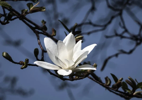 Fleurs de magnolia blanc — Photo