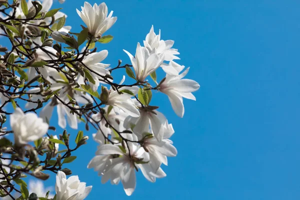 Weiße Magnolienblüten — Stockfoto