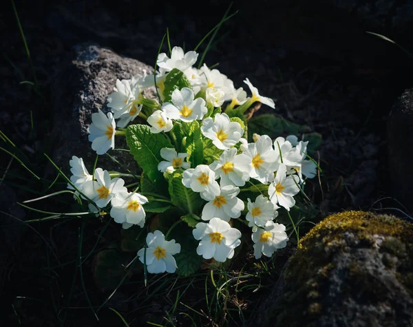White primrose flowers — Stock Photo, Image