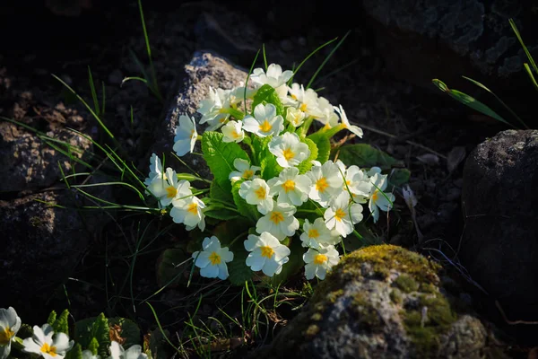 White primrose flowers — Stock Photo, Image