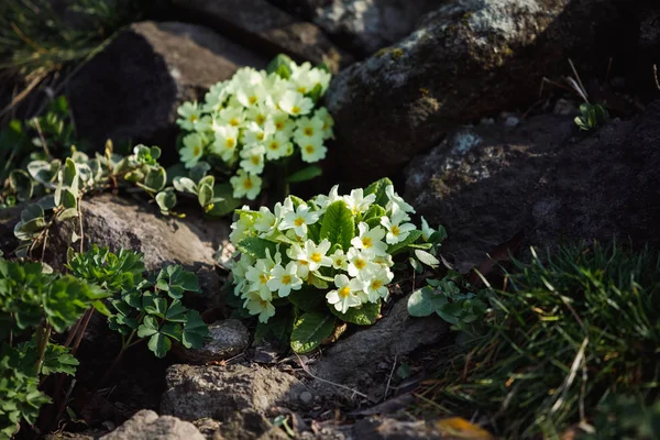 White primrose flowers — Stock Photo, Image