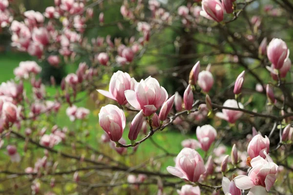 Magnolia fleurs au printemps — Photo