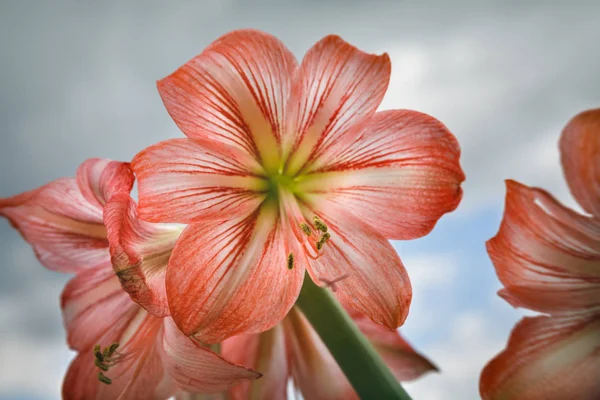 Amarilis květiny proti obloze na pozadí — Stock fotografie