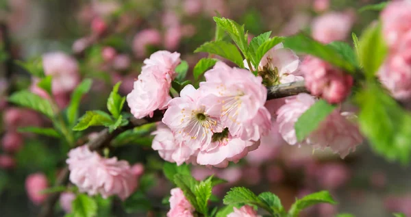 Fleur rose tendre de cerisier japonais — Photo