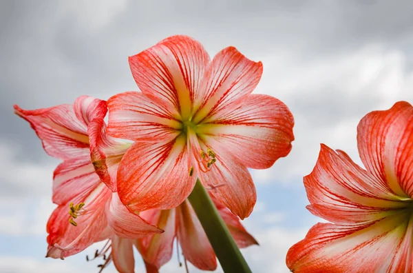 Amarilis flowers against sky background — Stock Photo, Image