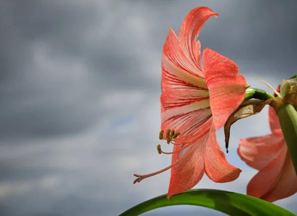 Amarilis flores contra el fondo del cielo — Foto de Stock