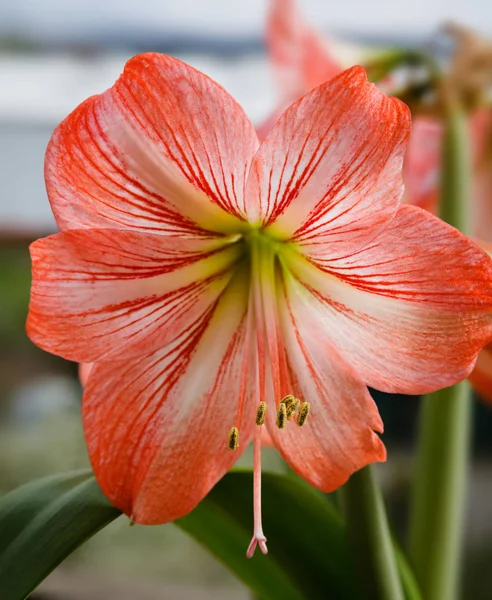 Amarilis flores contra el fondo del cielo — Foto de Stock