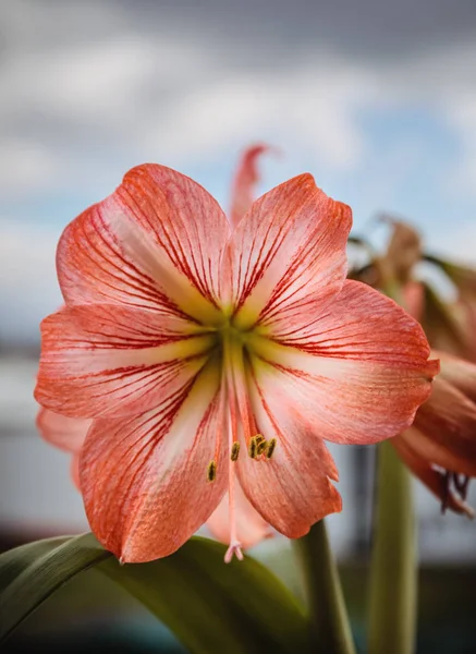 Amarilis flores contra el fondo del cielo — Foto de Stock