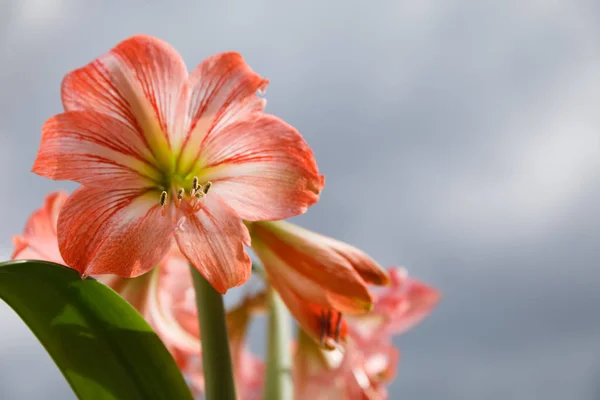 Amarilis flores contra el fondo del cielo — Foto de Stock