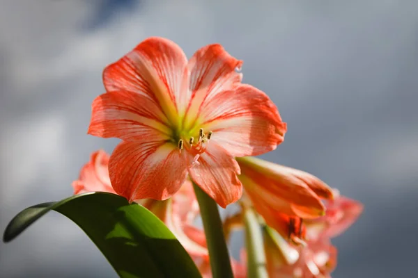 Amarilis flores contra el fondo del cielo — Foto de Stock