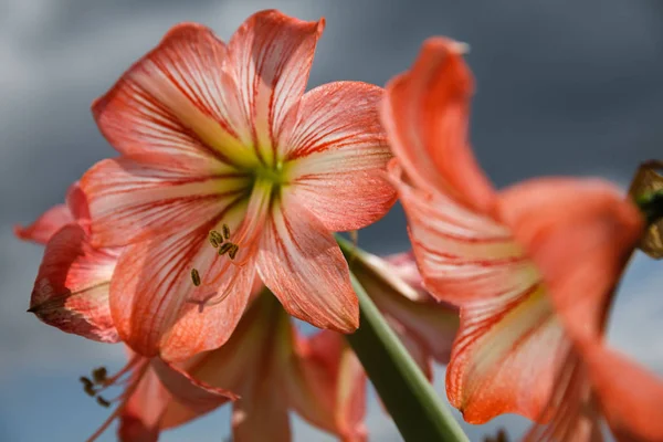 Amarilis flowers against sky background — Stock Photo, Image