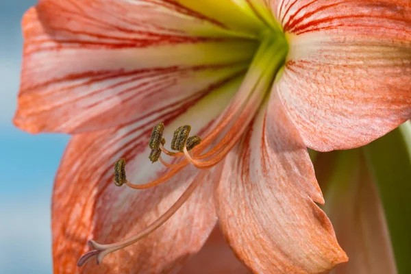 Amarilis květiny proti obloze na pozadí — Stock fotografie