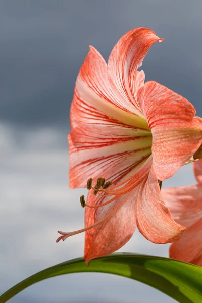 Amarilis fiori contro il cielo sfondo — Foto Stock