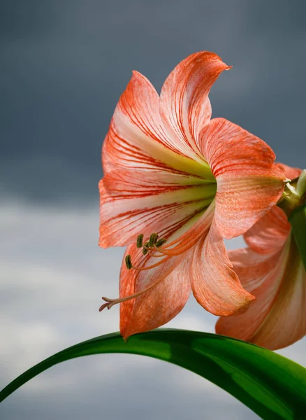 Amarilis çiçek gökyüzü arka plan — Stok fotoğraf