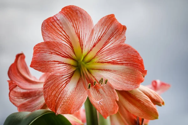 Amarilis çiçek gökyüzü arka plan — Stok fotoğraf