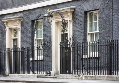 10 Downing Street Şef Mouser kedi