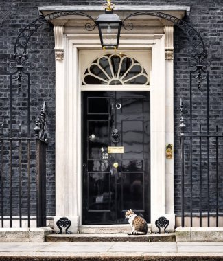 10 Downing Street Şef Mouser kedi