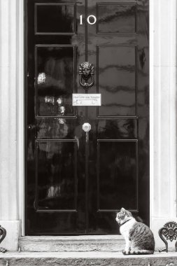 10 Downing Street Şef Mouser kedi