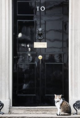 10 Downing Street Şef Mouser kedi