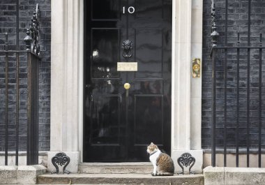 10 Downing Street Şef Mouser kedi