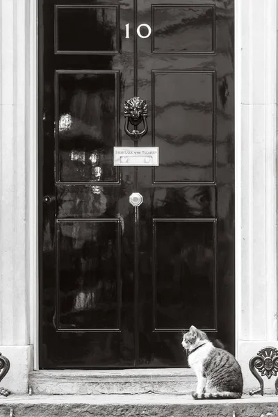 10 кішка Даунінг-стріт головний Мишолов резиденції уряду — стокове фото