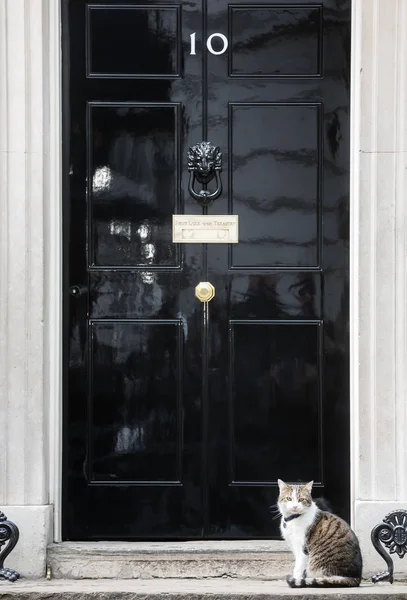 10 Downing Street Chief råttfångare katt — Stockfoto