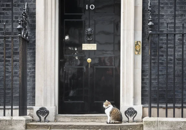 10 Downing Street Chefe Mouser gato — Fotografia de Stock