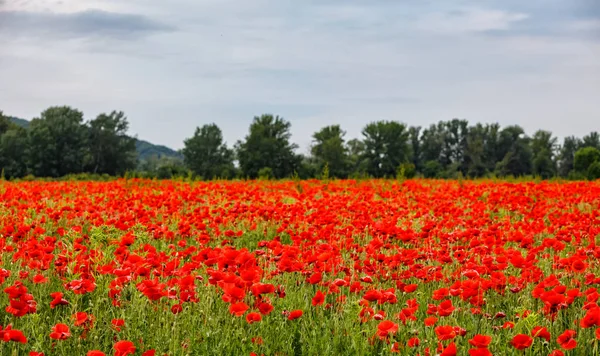 Campo de amapolas —  Fotos de Stock